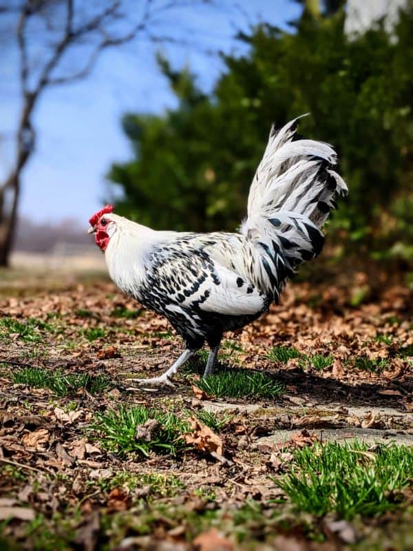 Black and White Patterns chicken