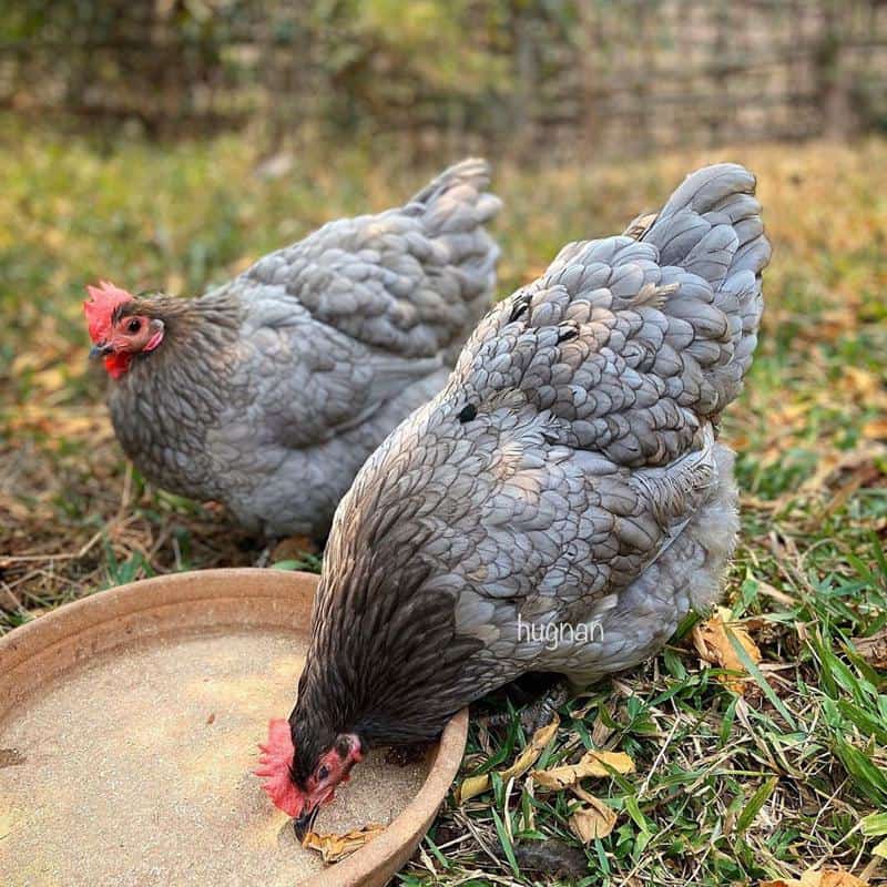 Blue Australorp