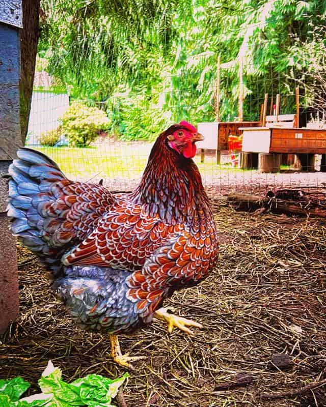 Blue Laced Red Wyandotte