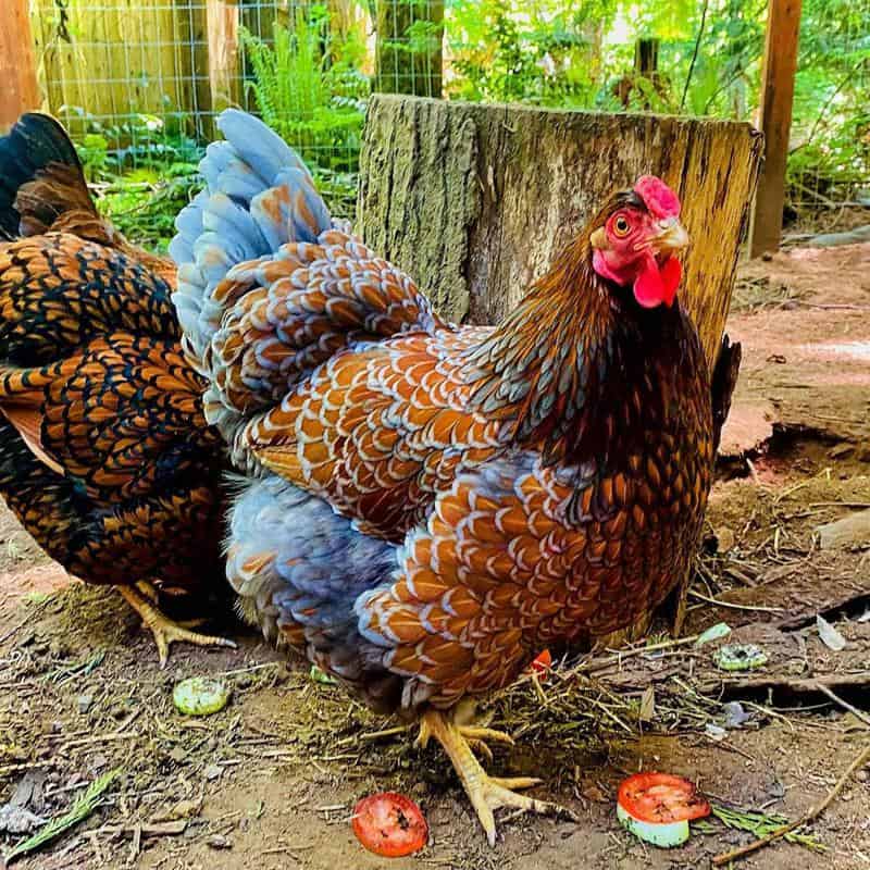 Blue Laced Red Wyandotte