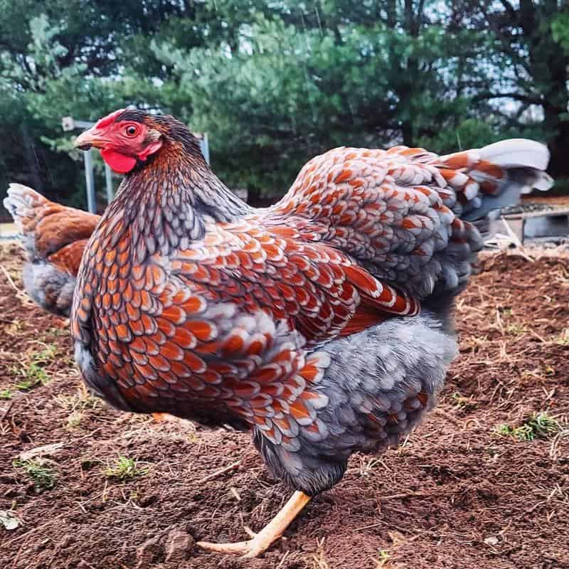 Blue Laced Red Wyandotte Hen