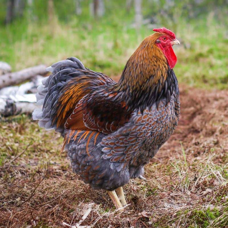 Blue Laced Red Wyandotte Rooster