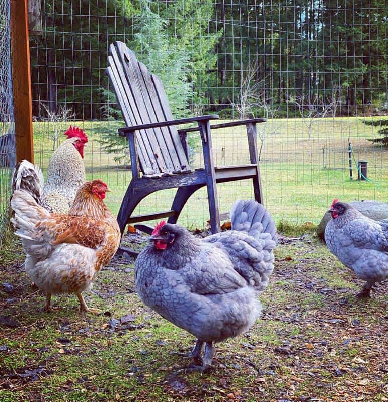 Blue Marans