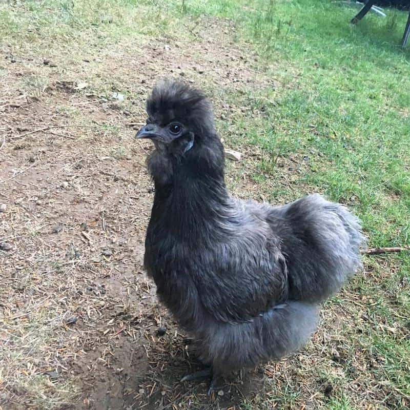 Blue Silky Bantam