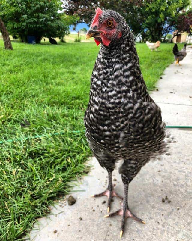 California Grey Chicken 1