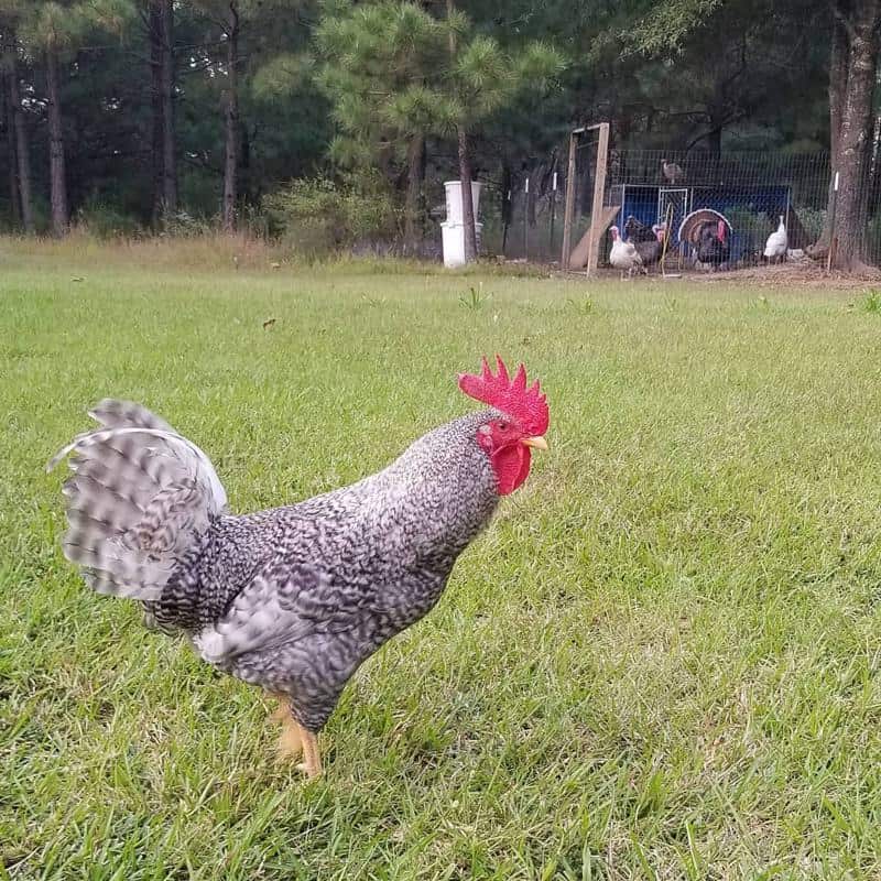 California Grey Rooster