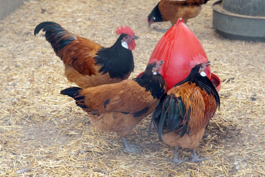 Vorwerk Chicken: A Beautiful Bird with More to Offer