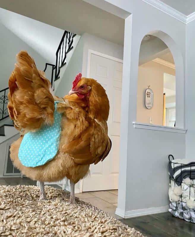 Chicken Diapers 2
