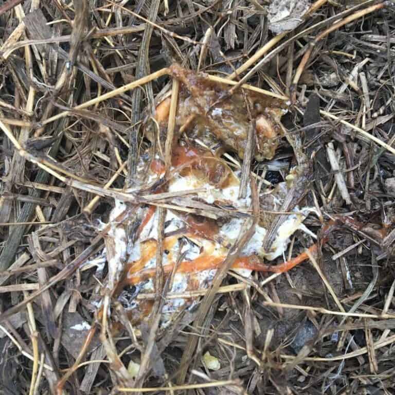 Chicken with Diarrhea Causes, Diagnose & Treatment