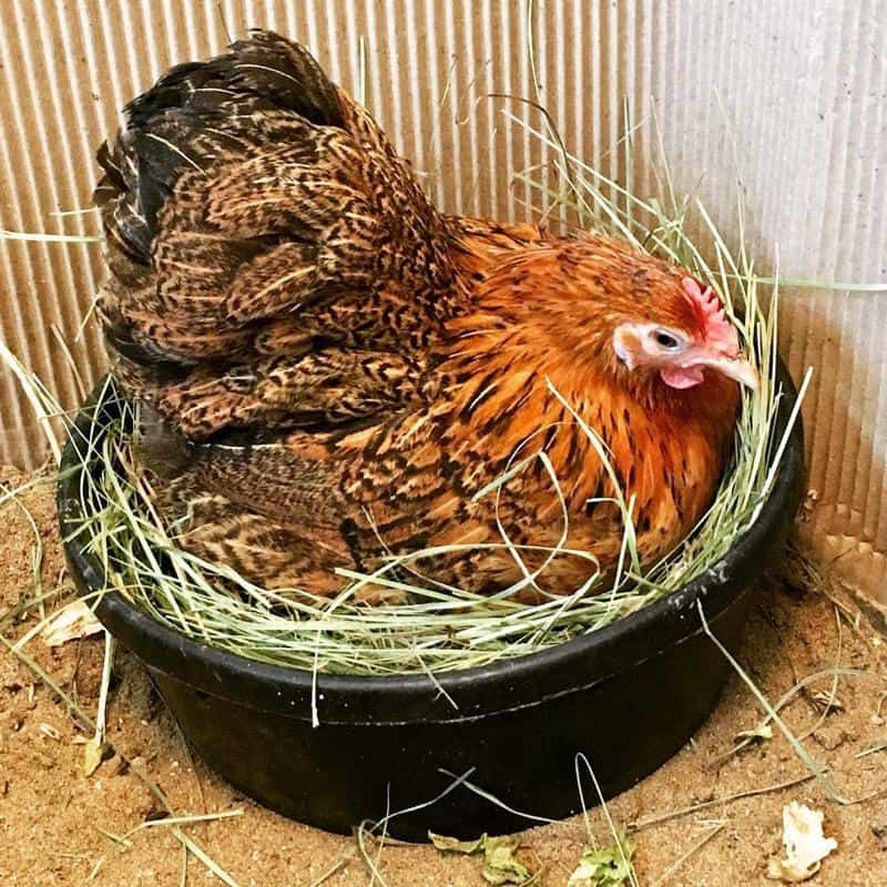 Chicken Laying Egg 