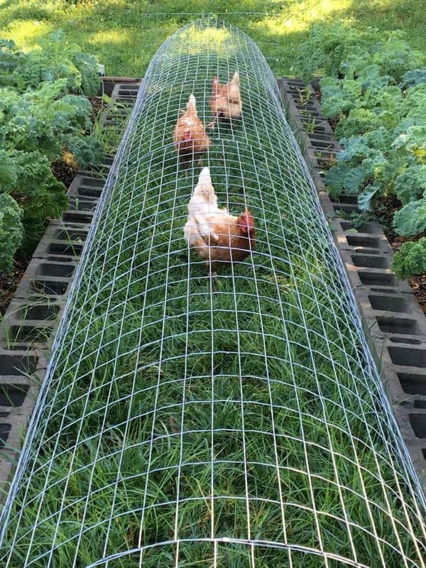 Chicken Run Integrated in Garden Spaces