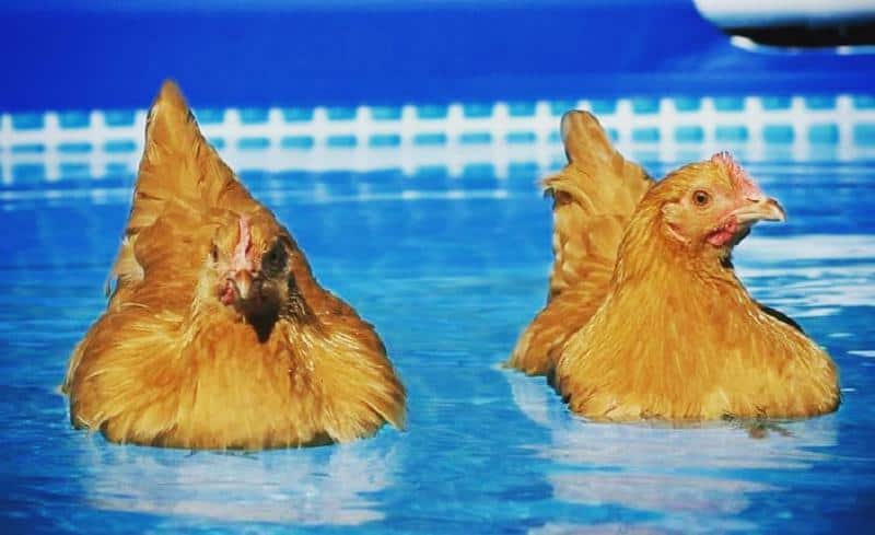 Chickens Swimming