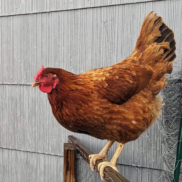 Cinnamon Queen Chicken A Layer You Can Hug