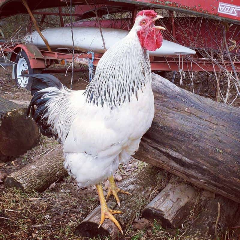 Columbian Wyandotte Rooster