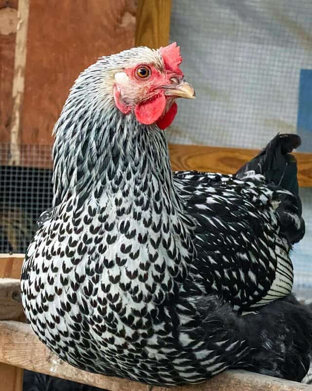 Cuckoo Marans