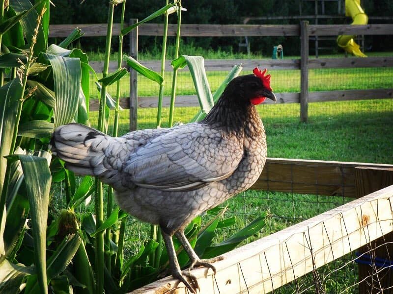 Delaware Blue Hen