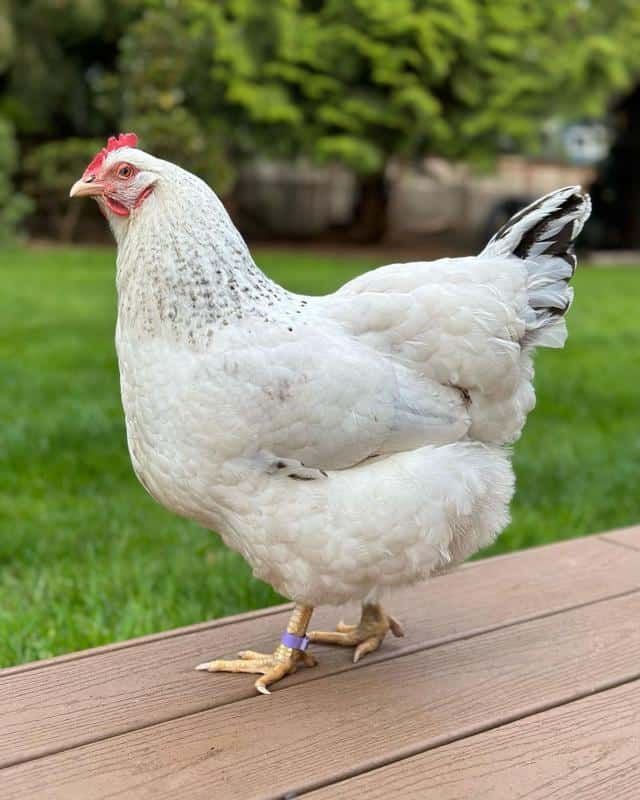 Delaware Chicken