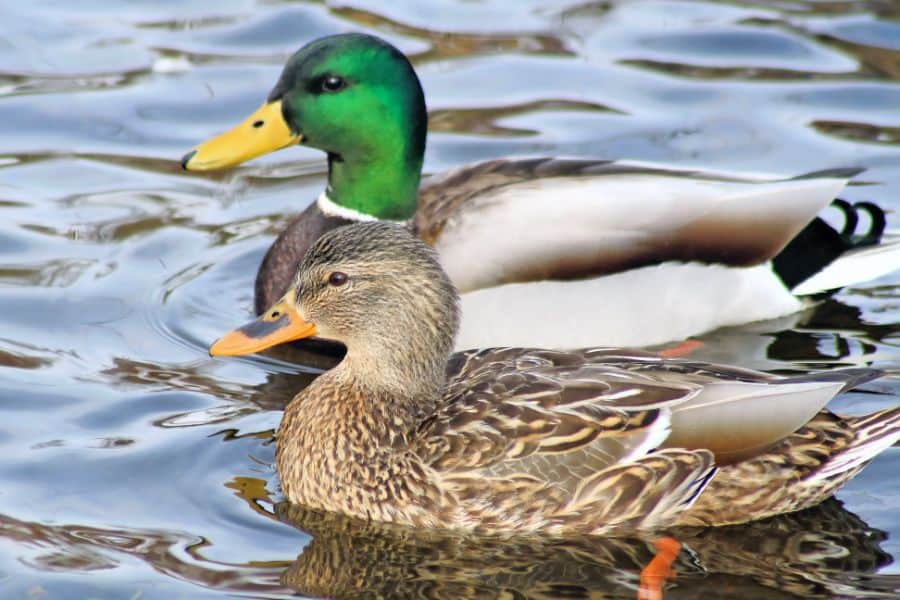 Ducks Good at Swimming