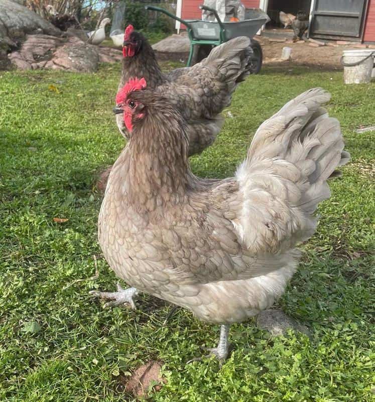 Gray Australorp