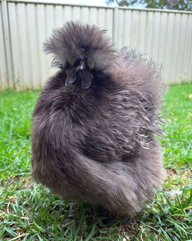 Silkie Bantam