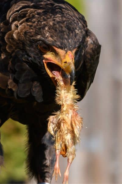How to scare hawks away from hot sale small dogs
