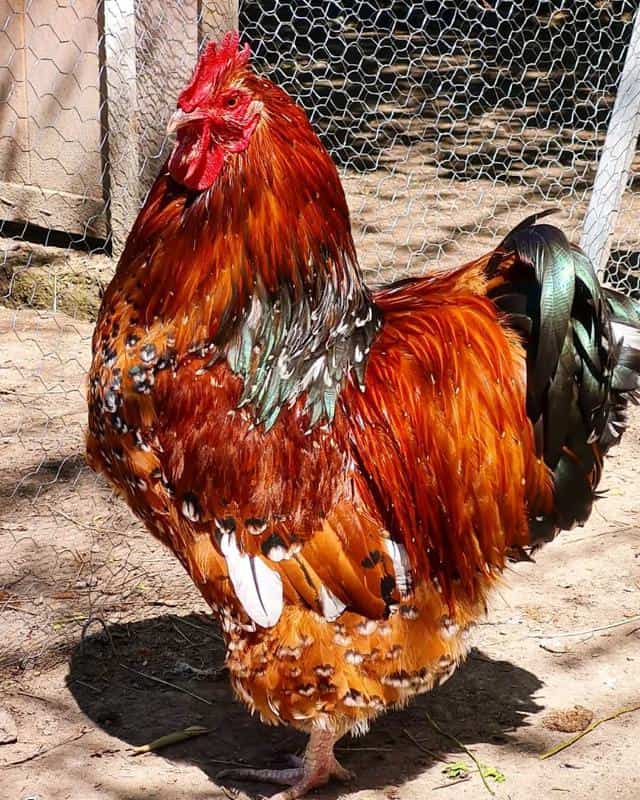 Jubilee Orpington Rooster