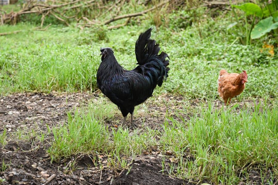 Kadaknath Chicken