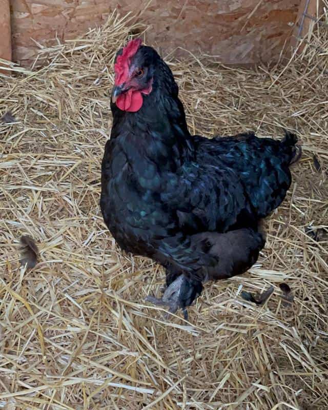 Mystic Maran Hen