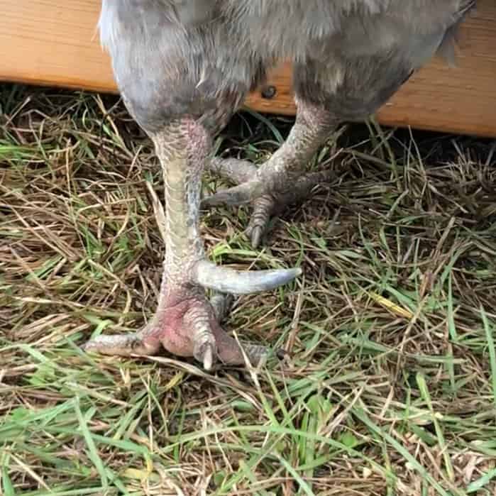 Overgrown spurs