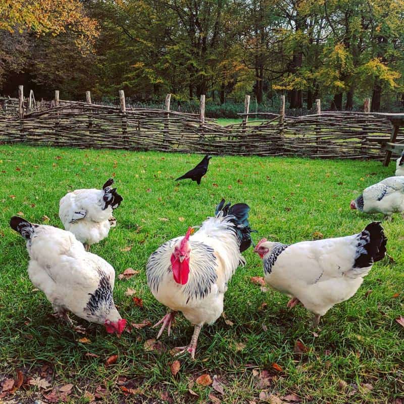 Rearing Delaware Chickens