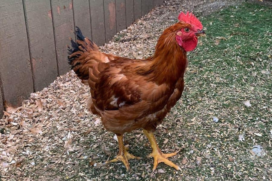 Red Ranger Chickens