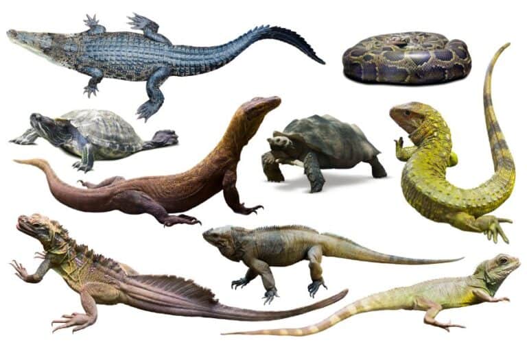 Are Chickens Mammals, Birds or Reptiles?