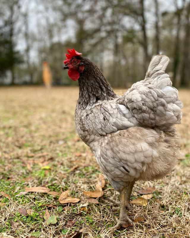 Sapphire Gem Chicken