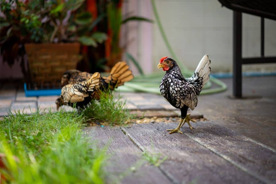 Sebright Chicken in the yard