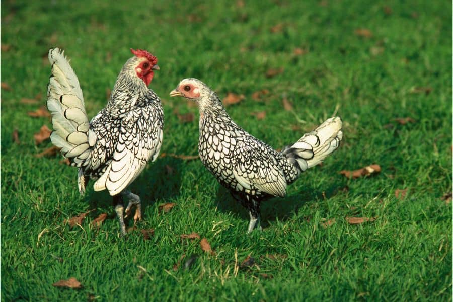 Sebright Chicken