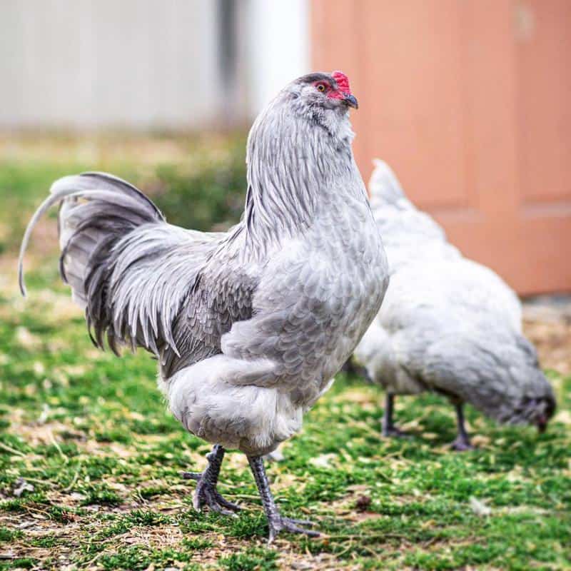 Self-Blue Chickens