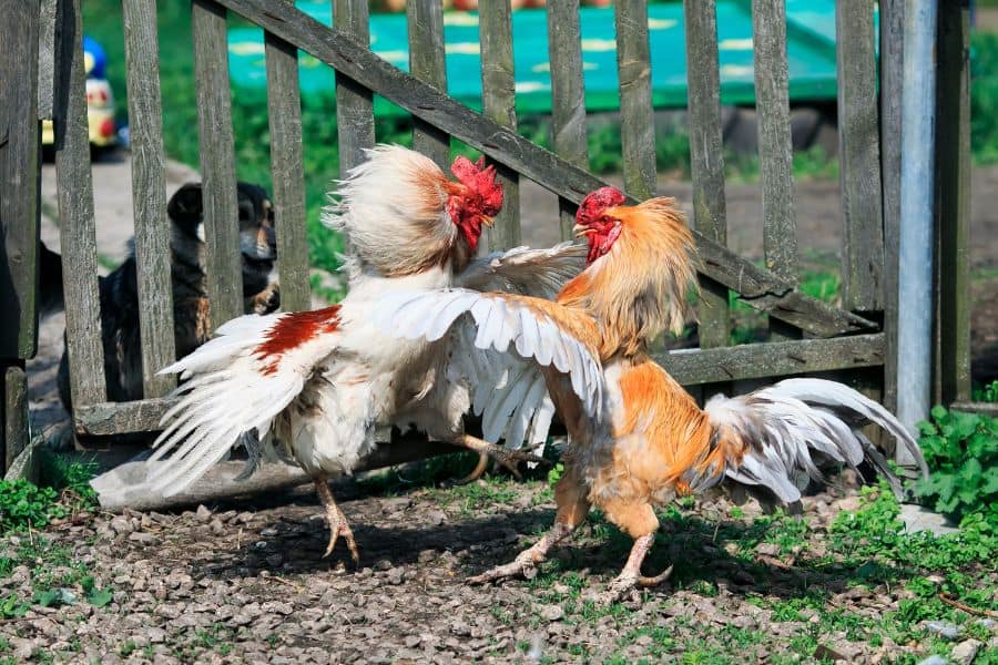 Rooster Spurs: What They Are And What To Do With Them • Insteading