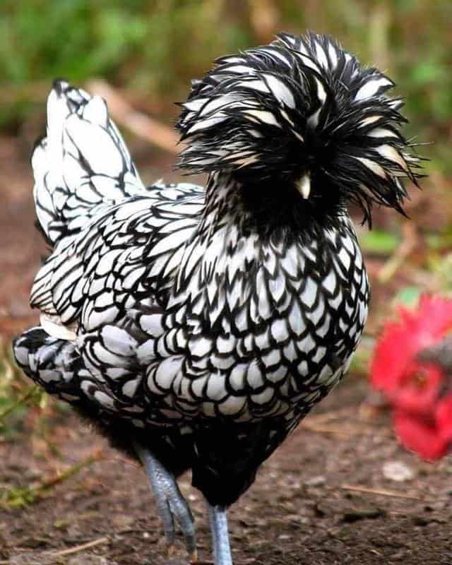 Silver Laced Polish Chicken