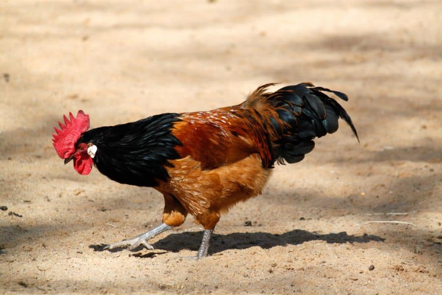 Vorwerk Chicken Rooster