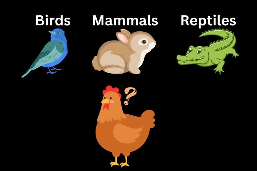 are chickens mammals