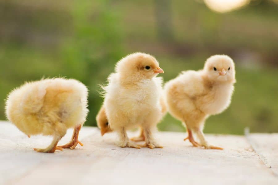 bantam cochin chicks