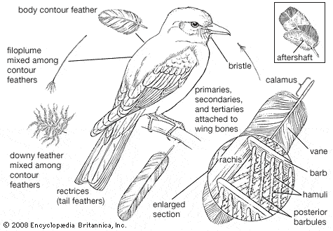 birds feather types