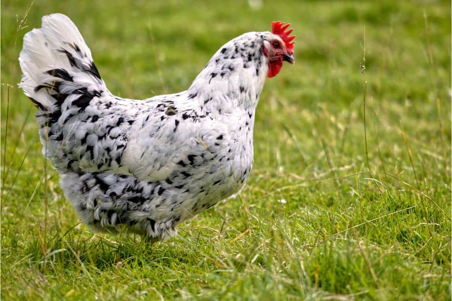 black and white chickens