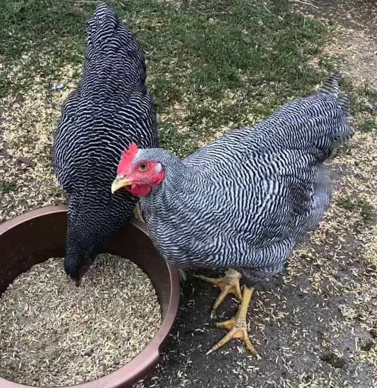 blue plymouth rock chicken