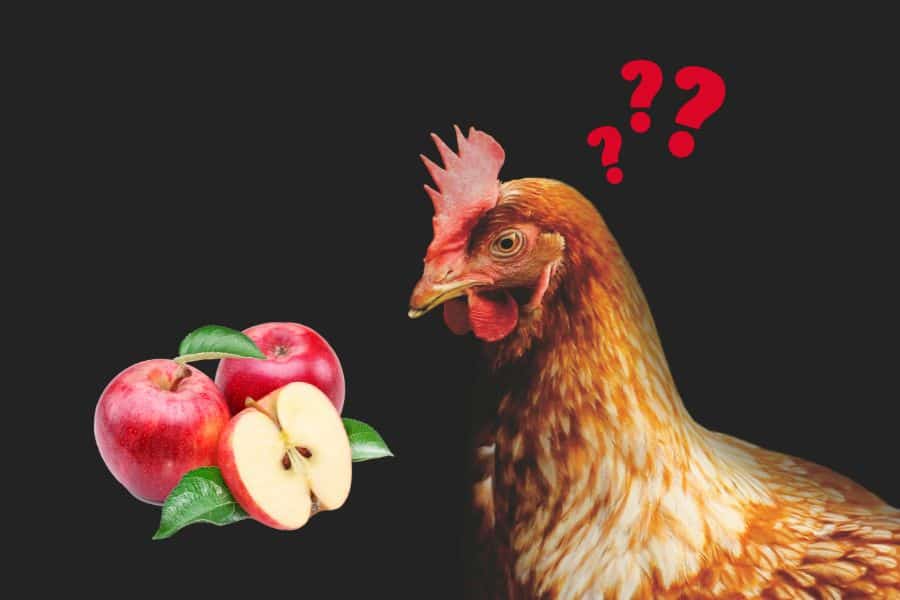 can chickens eat apples