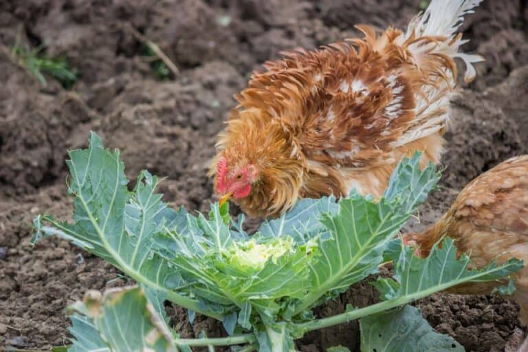 Can Chickens Eat Cabbage? The Everyday Mom Life