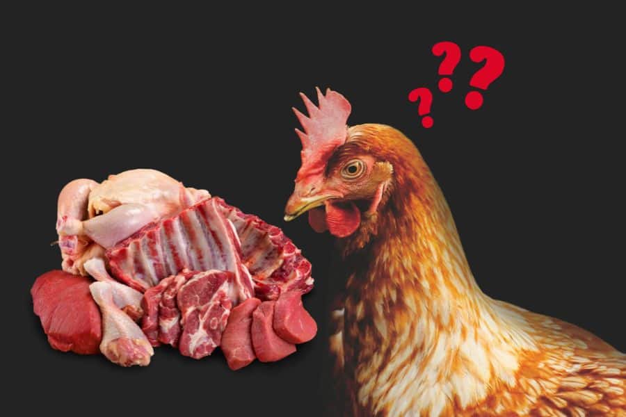 can chickens eat meat