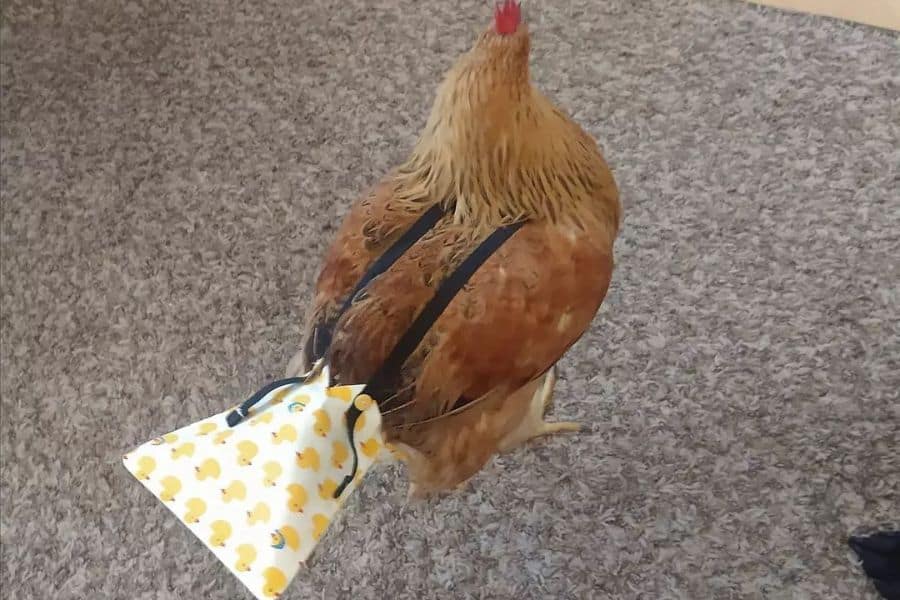 chicken diaper diy