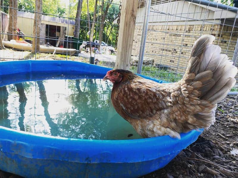 chicks try to swim