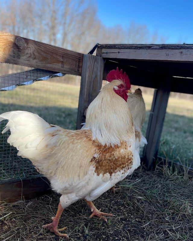 cinnamon queen rooster
